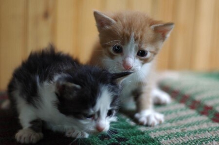 кошачьи дети