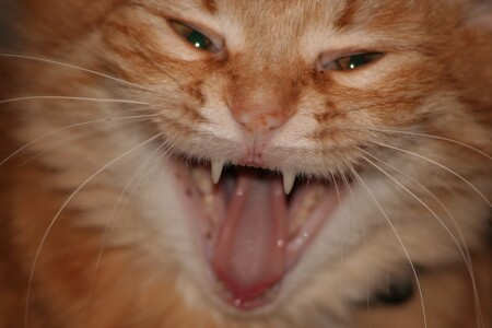 Рыжая бестия