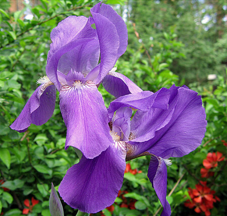 Iris