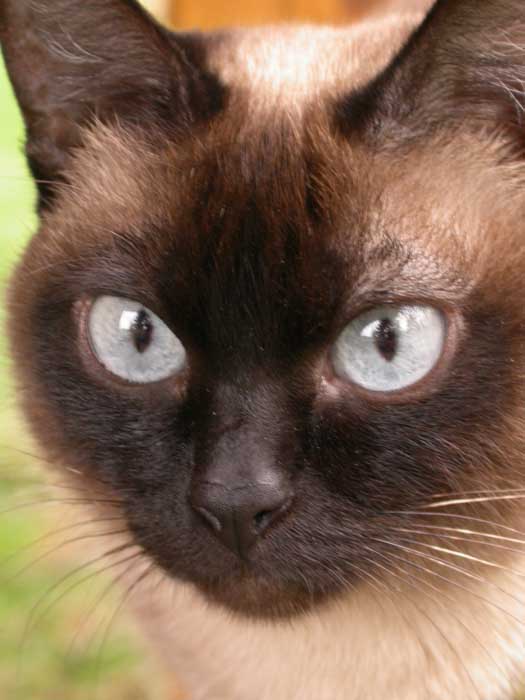 Моя любимая кошка