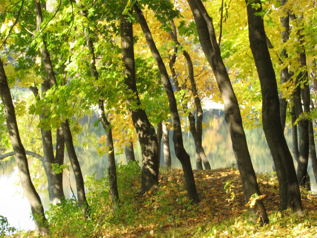 Осень золотая