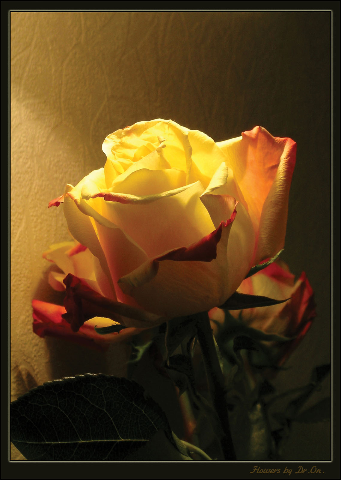 Yellow rose