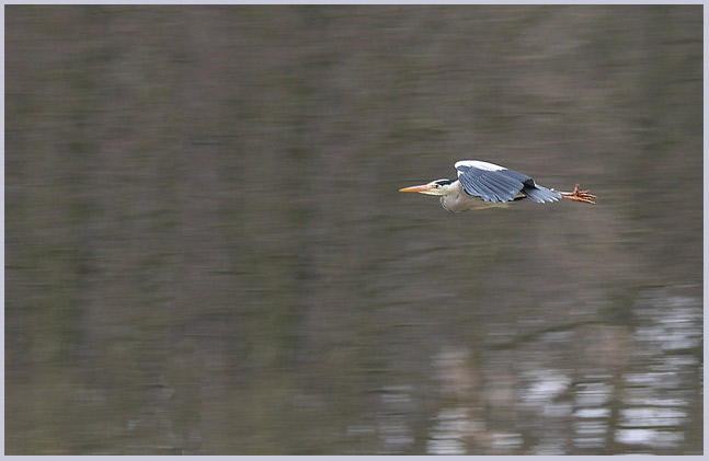 Ardea cinerea.