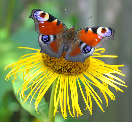 Давно всем набившая оскомину тема цветка и бабочки