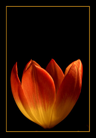 аленький цветочек