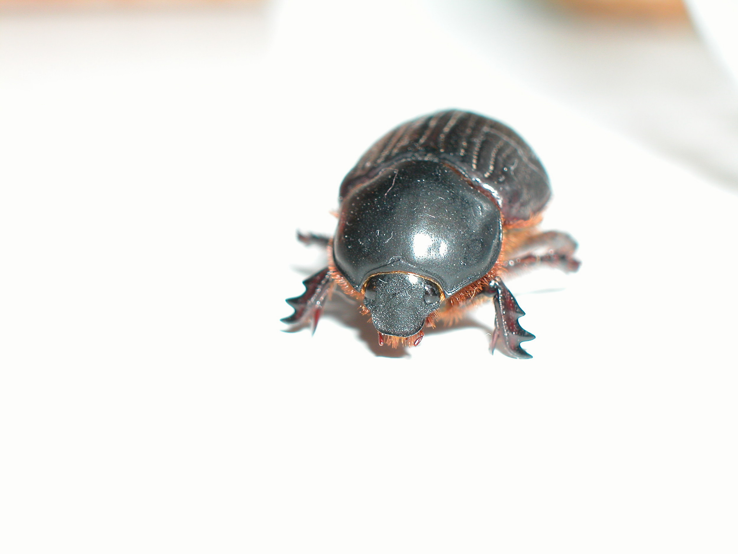 The Bug! 