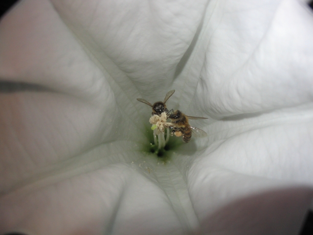 Bee-2