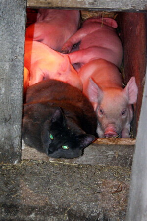 В семье не без...