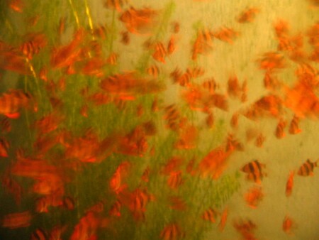 Vanitй des vanitйs