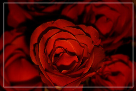 еще один цветочек аленький