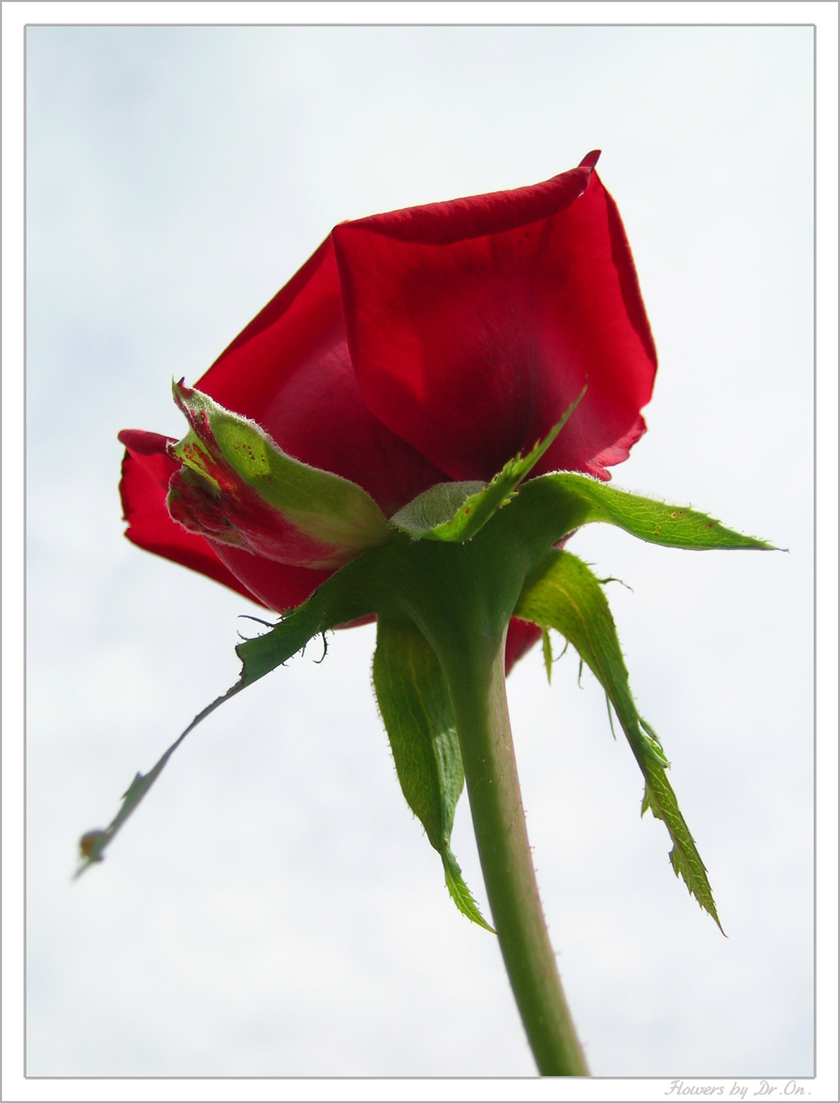 rose