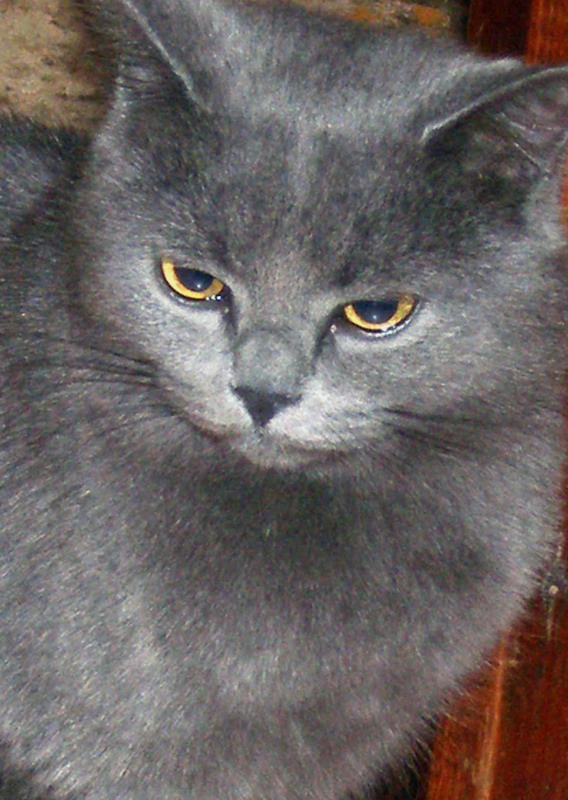 cat