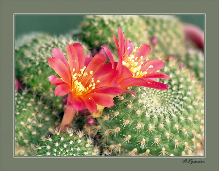 Rebutia-monsoneri