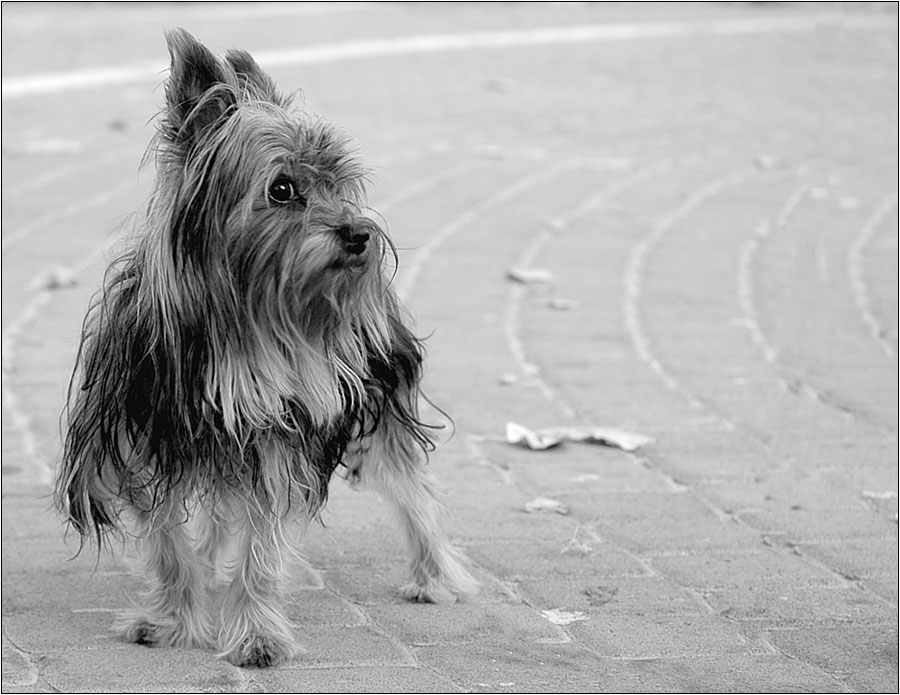 HellDog :-)