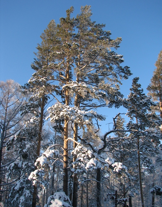 Великаны