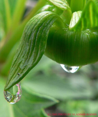 После дождя