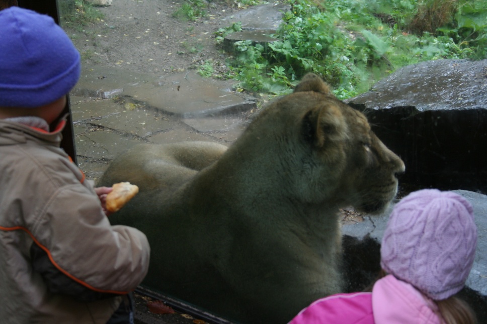 За стеклом
