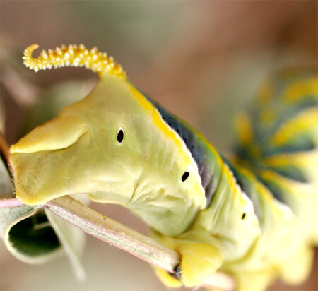 Ну,здравствуйте!)