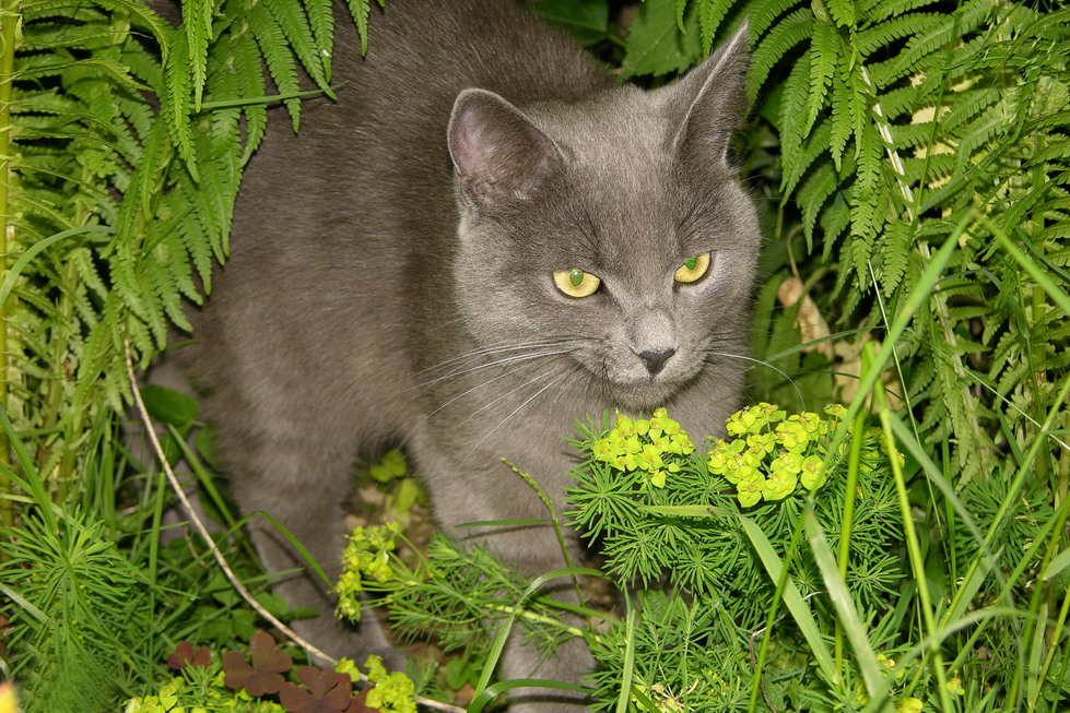 Максим