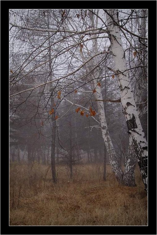 Осень.Листья
