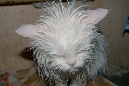 Вымыли и не спросили.