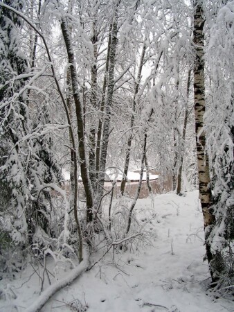 Лесное кружево (4)