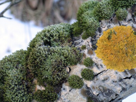 заиндевелый мох