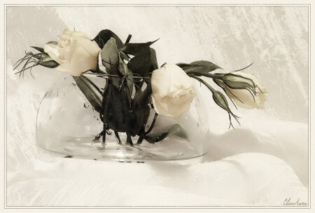Eustoma granditlorum (Лизиантус)