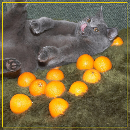 Кот в мандаринах!