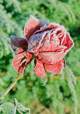 Лед и пламя