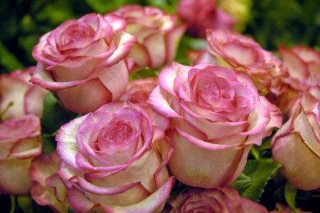 Просто розы