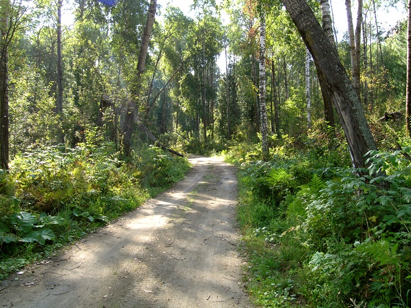 В лесу