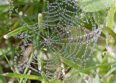 Бусы природы