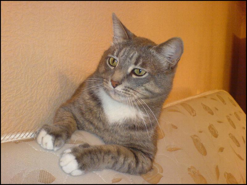 КОТ