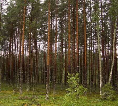 Корабельная роща