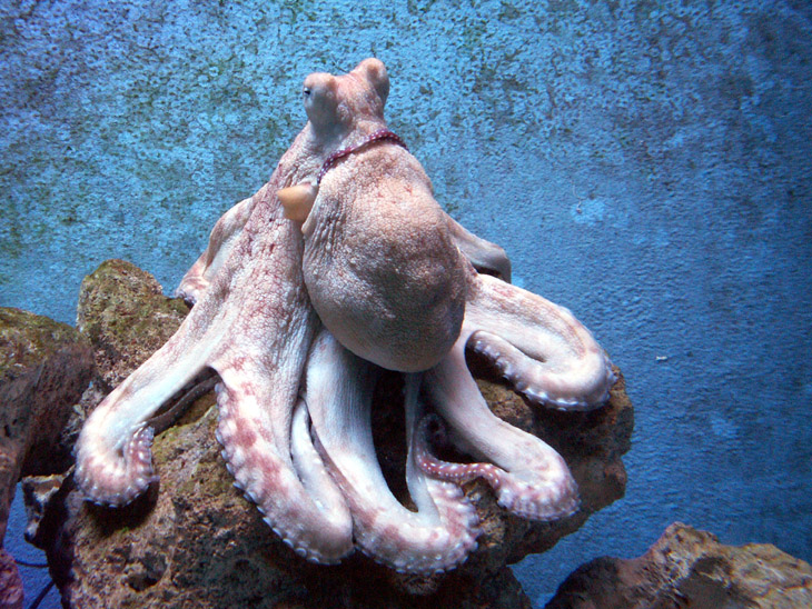 Чудо морское