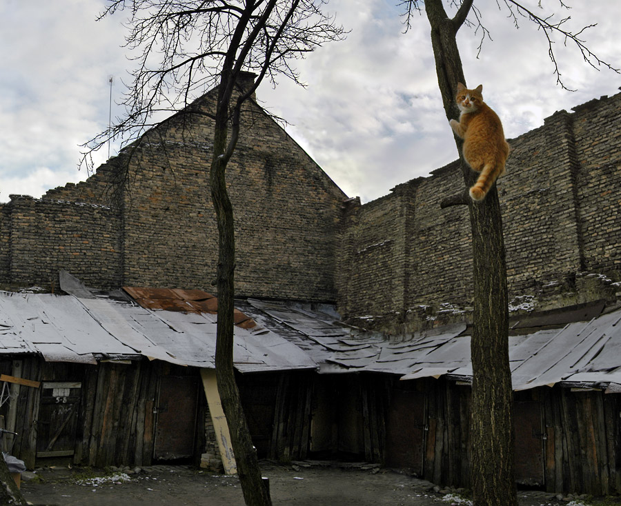 Еще про рыжего кота на дереве