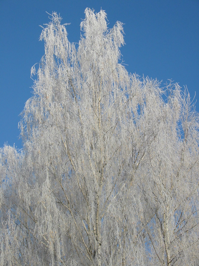Белое в голубом.