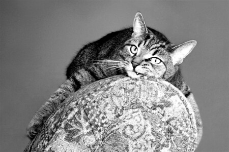 Майооо ни аттдаааммммммм!!!!!!