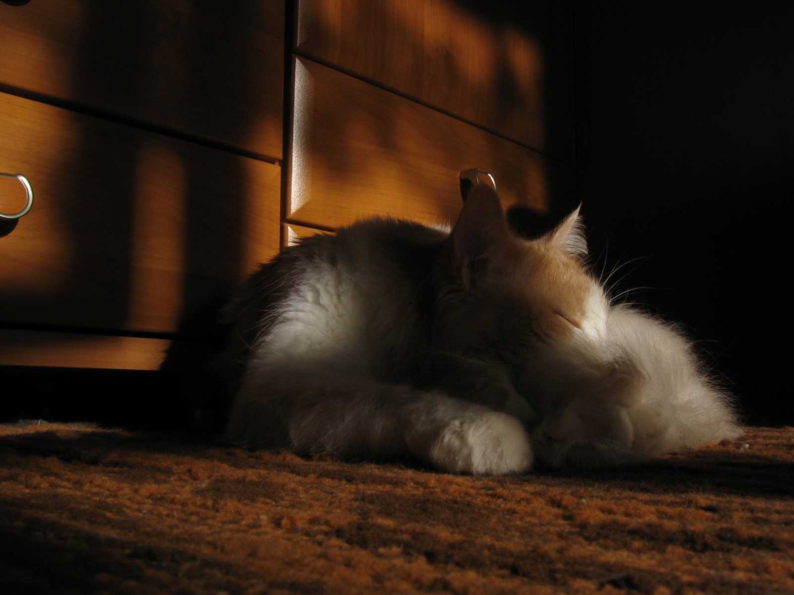 майн кот