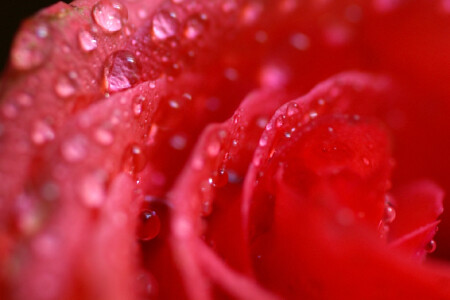 Gouttes de la rosee