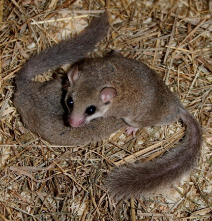 Сладкая парочка...