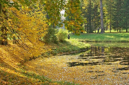 Желтая осень.