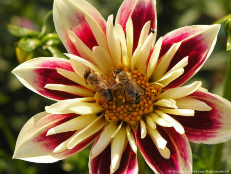 2Bee or not 2Bee