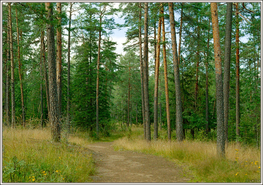 Дорожка в летнем лесу