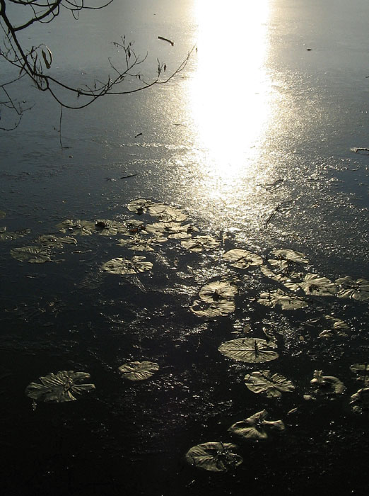 Кувшинки, лед и солнце