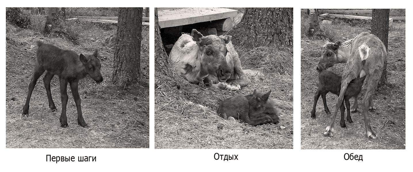 ОЛЕНЕНОК РОДИЛСЯ