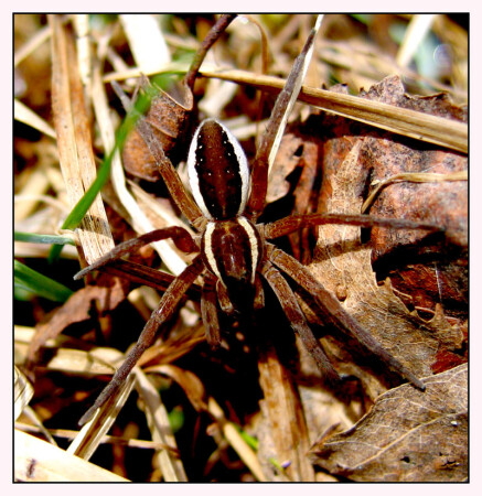 Замаскировался