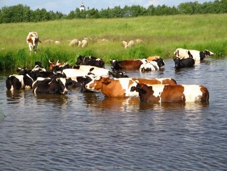 подмосковные бегемоты