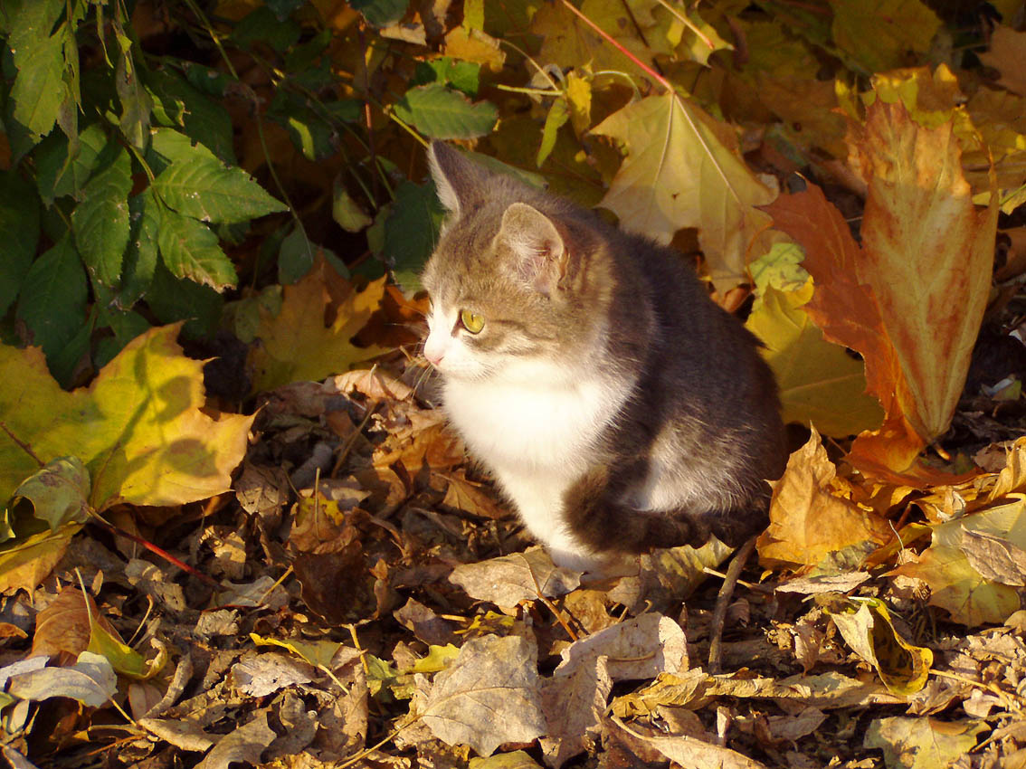 Осенний котенок